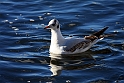 Hattemage vinter1